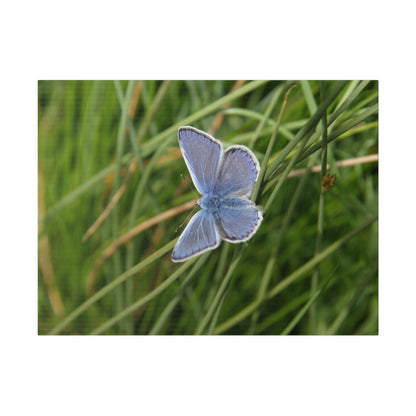 Common Blue Butterfly, Matte Canvas, Stretched, 0.75" - The Trio Synergize Group