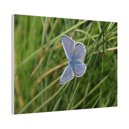 Common Blue Butterfly, Matte Canvas, Stretched, 0.75" - The Trio Synergize Group