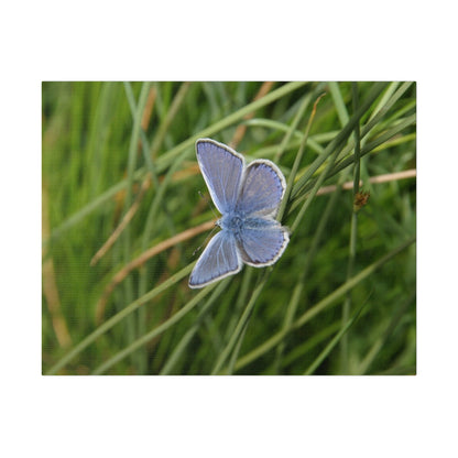 Common Blue Butterfly, Matte Canvas, Stretched, 0.75" - The Trio Synergize Group
