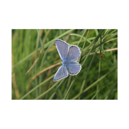 Common Blue Butterfly, Matte Canvas, Stretched, 0.75" - The Trio Synergize Group