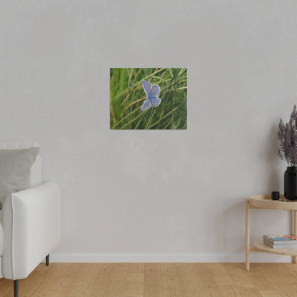 Common Blue Butterfly, Matte Canvas, Stretched, 0.75" - The Trio Synergize Group