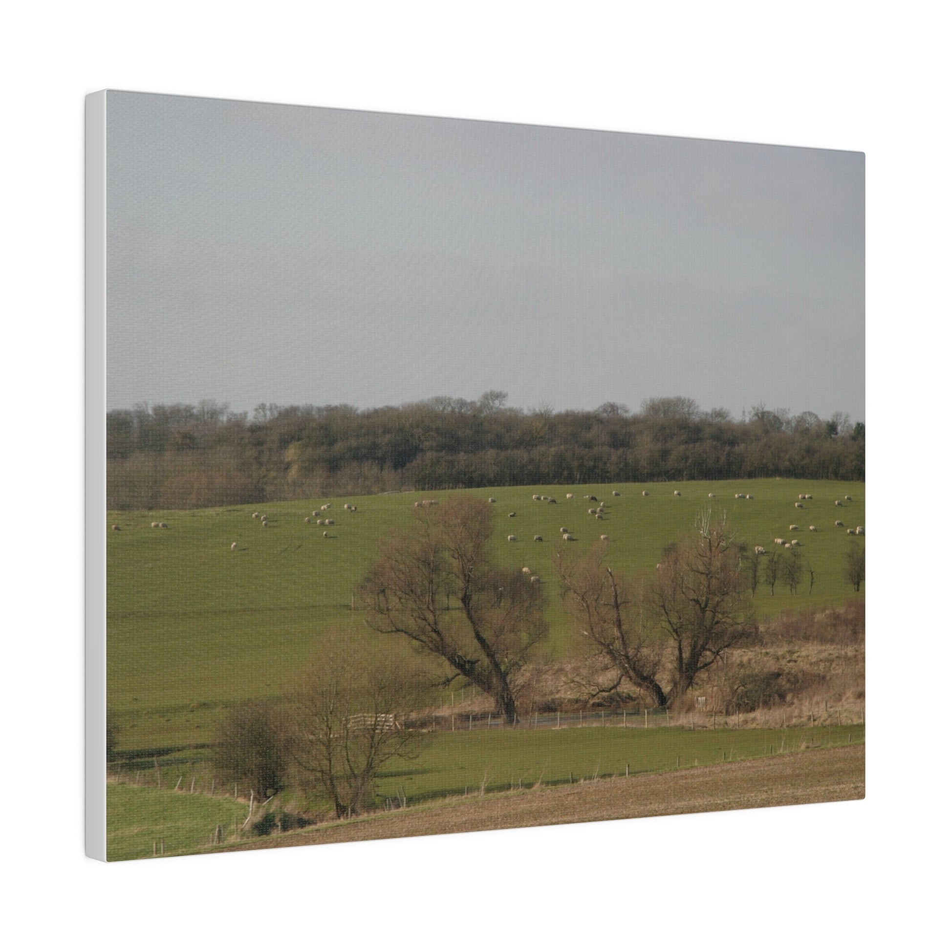 Countryside Landscape, with Sheep, Matte Canvas, Stretched, 0.75" - The Trio Synergize Group