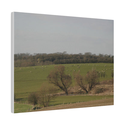 Countryside Landscape, with Sheep, Matte Canvas, Stretched, 0.75" - The Trio Synergize Group