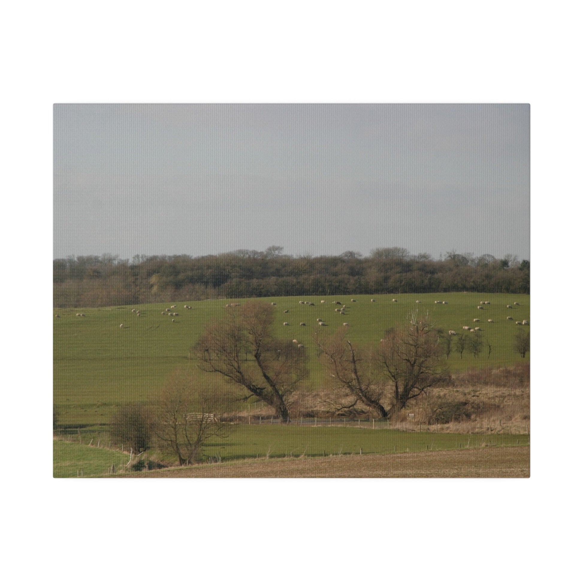Countryside Landscape, with Sheep, Matte Canvas, Stretched, 0.75" - The Trio Synergize Group