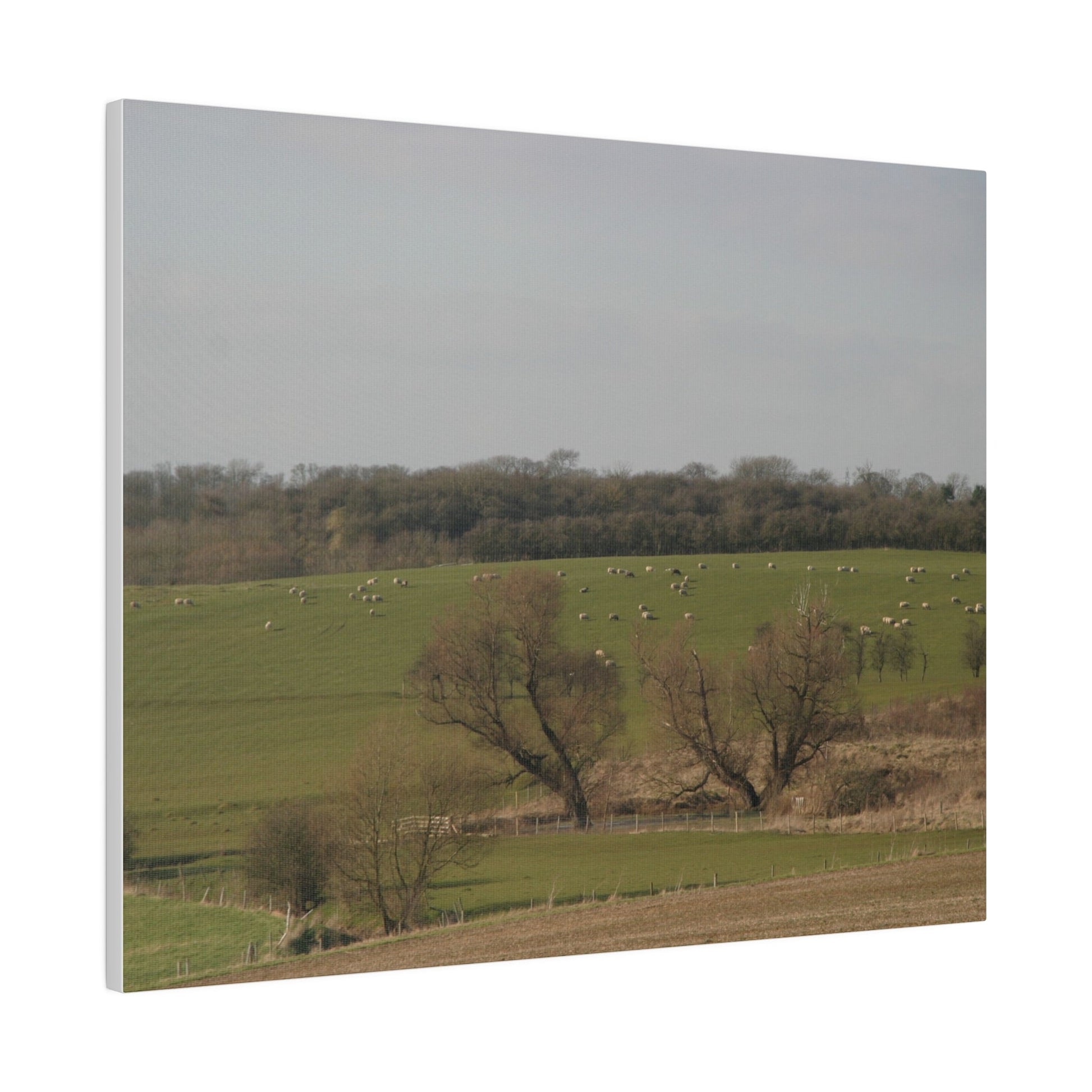 Countryside Landscape, with Sheep, Matte Canvas, Stretched, 0.75" - The Trio Synergize Group