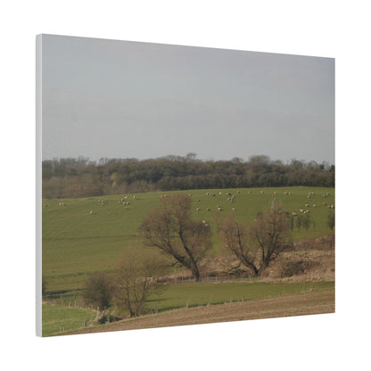 Countryside Landscape, with Sheep, Matte Canvas, Stretched, 0.75" - The Trio Synergize Group