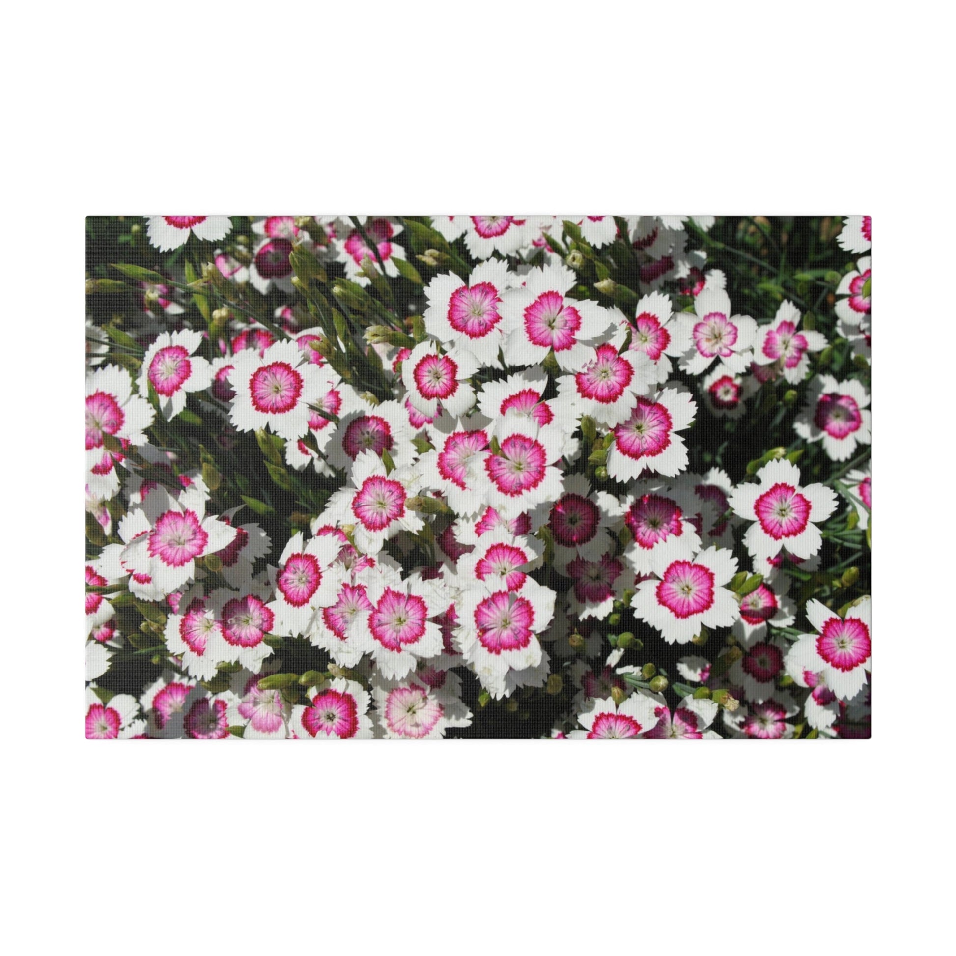 Cluster Of Dianthus Deltoides Arctic Fire Flowers Canvas - The Trio Synergize Group