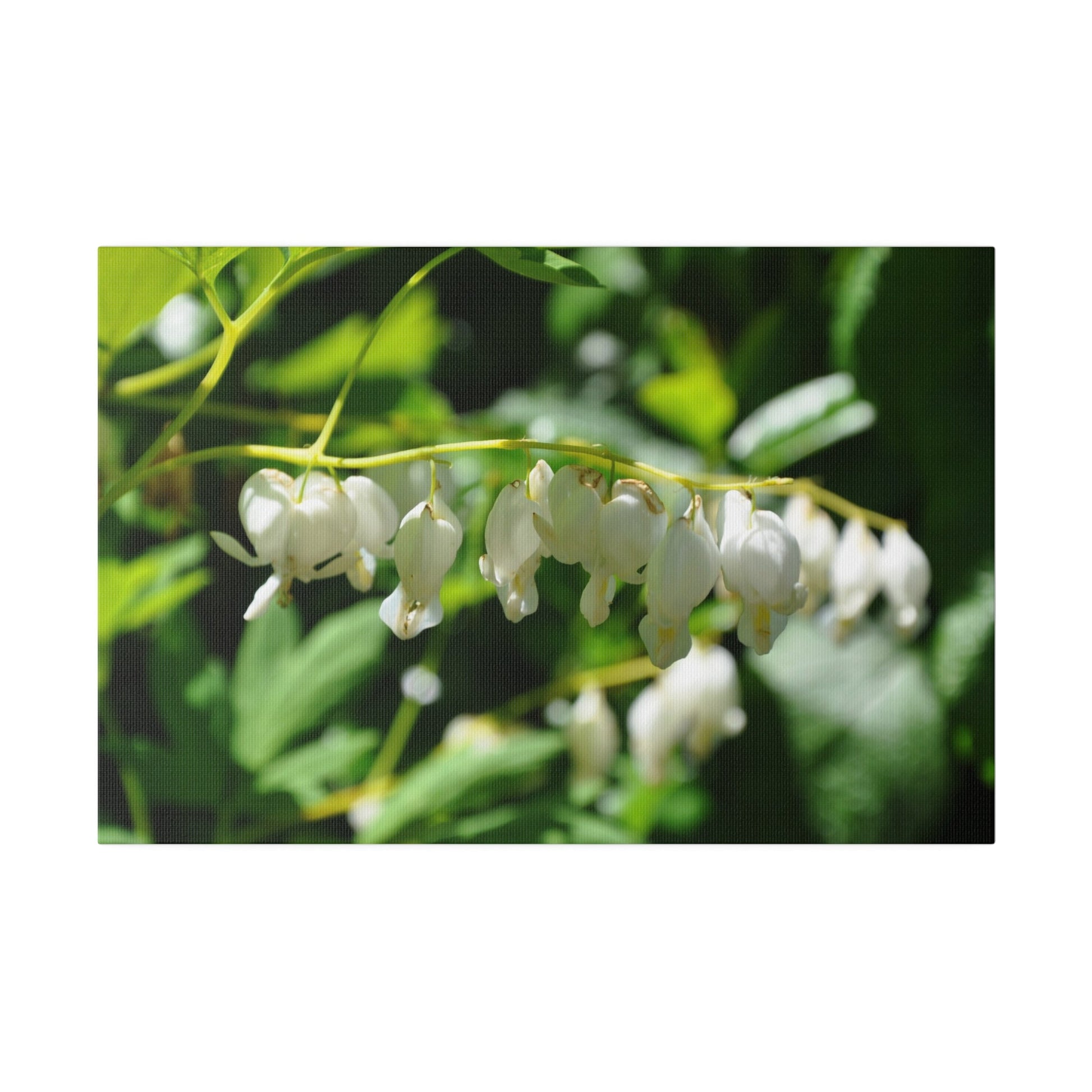 Dicentra Spectabilis Alba Flowers, Blurred Background Canvas - The Trio Synergize Group
