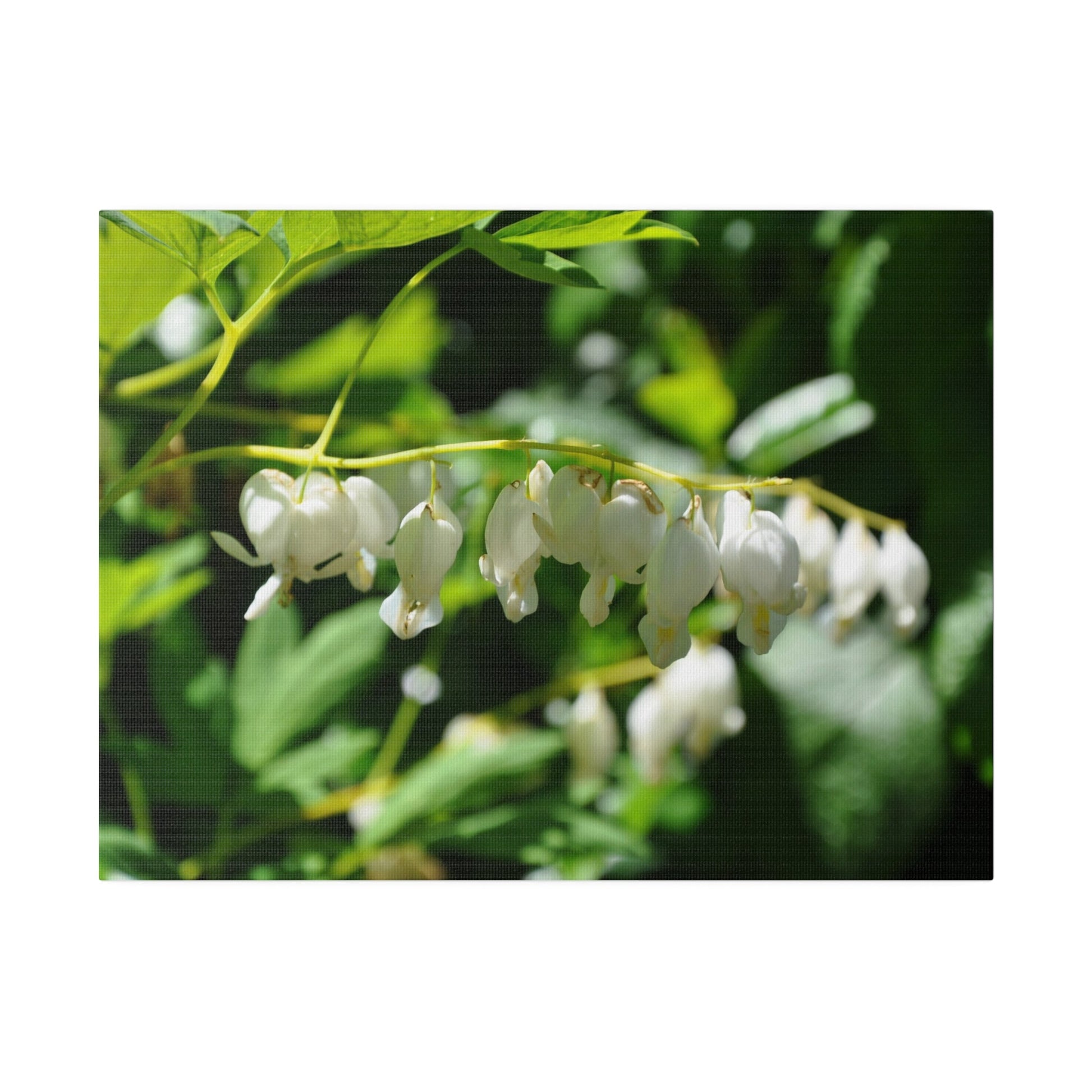 Dicentra Spectabilis Alba Flowers, Blurred Background Canvas - The Trio Synergize Group