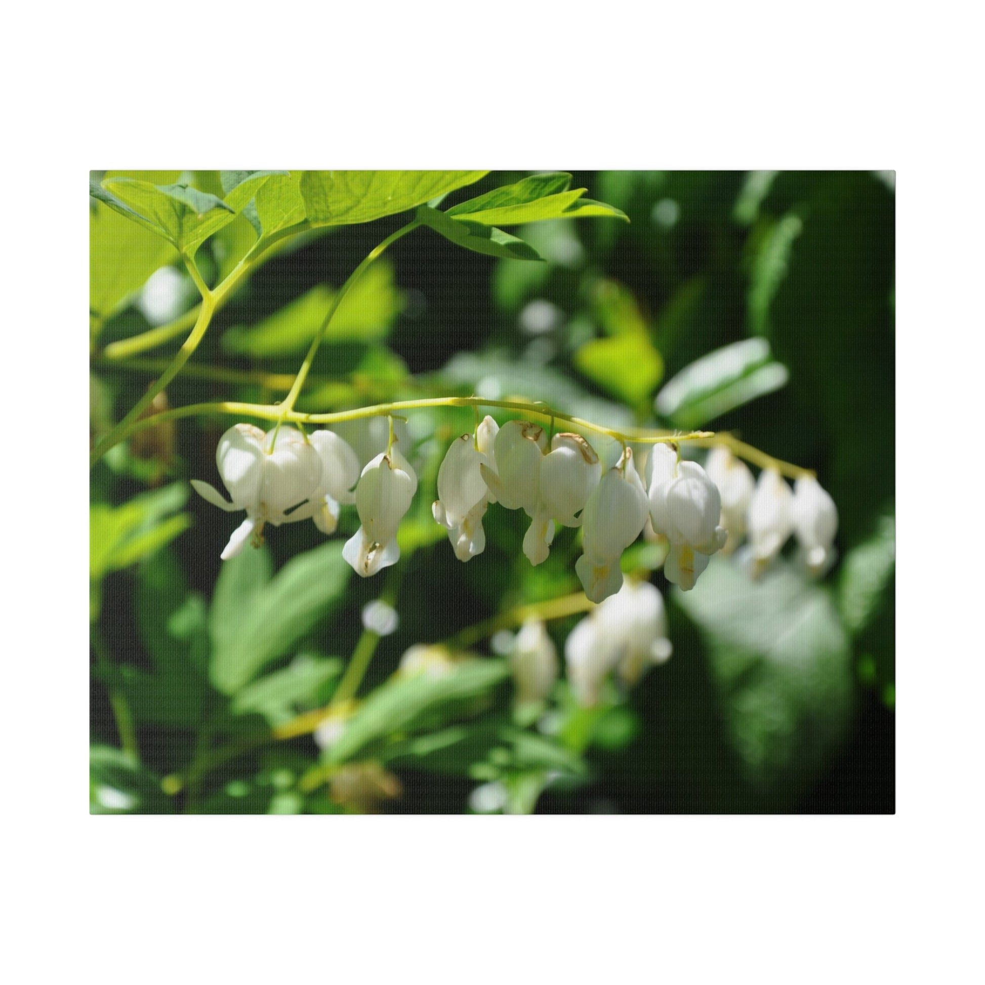 Dicentra Spectabilis Alba Flowers, Blurred Background Canvas - The Trio Synergize Group