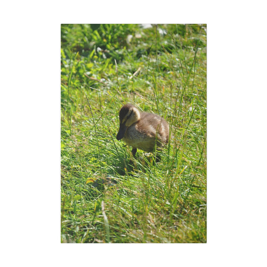 Baby Duckling Standing On Lush Green Grass Canvas - The Trio Synergize Group