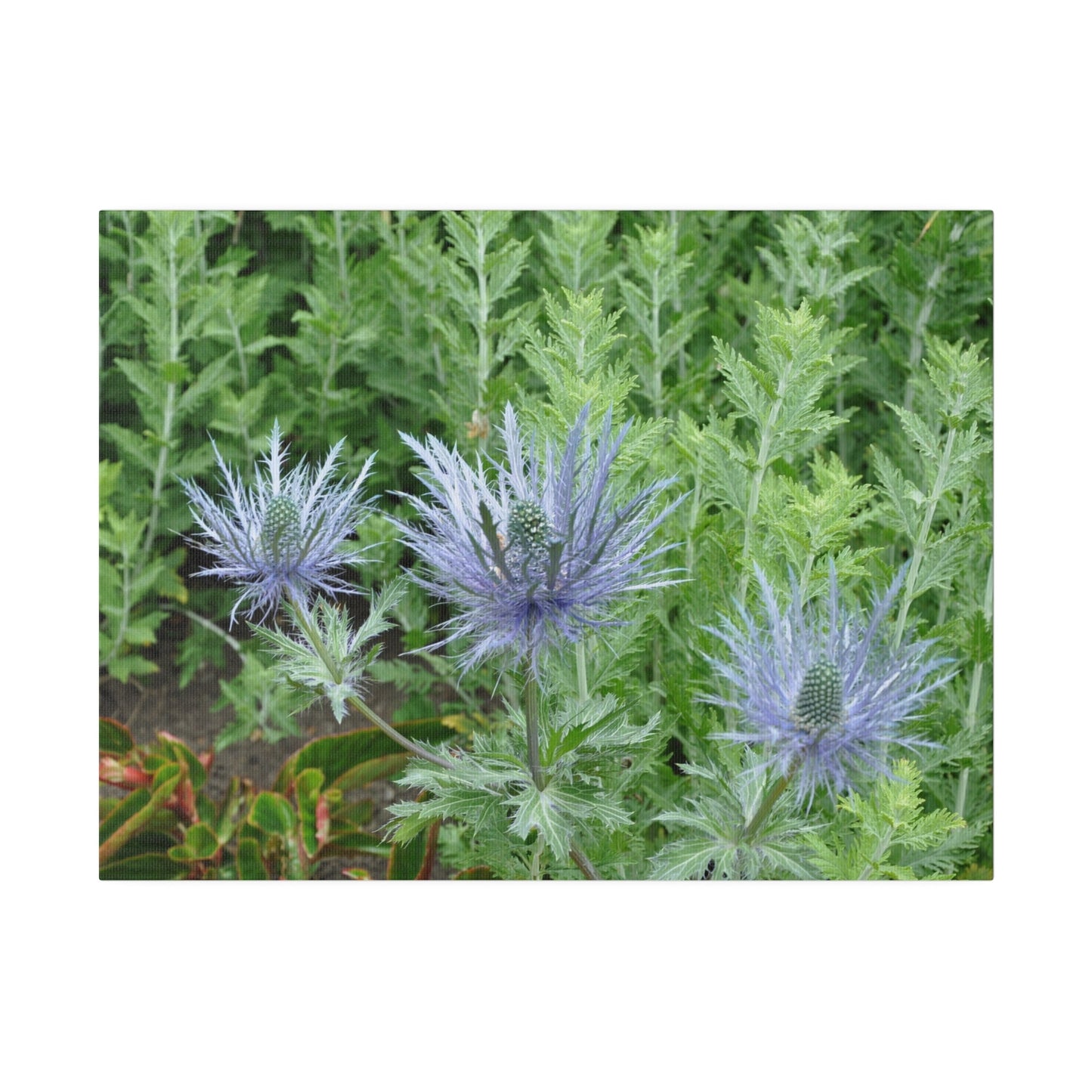 Eryngium Alpinum, Matte Canvas, Stretched, 0.75" - The Trio Synergize Group