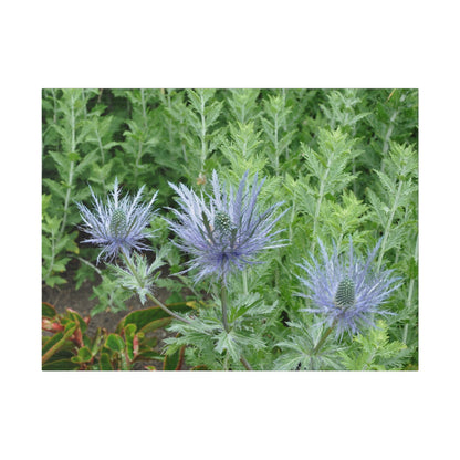 Eryngium Alpinum, Matte Canvas, Stretched, 0.75" - The Trio Synergize Group