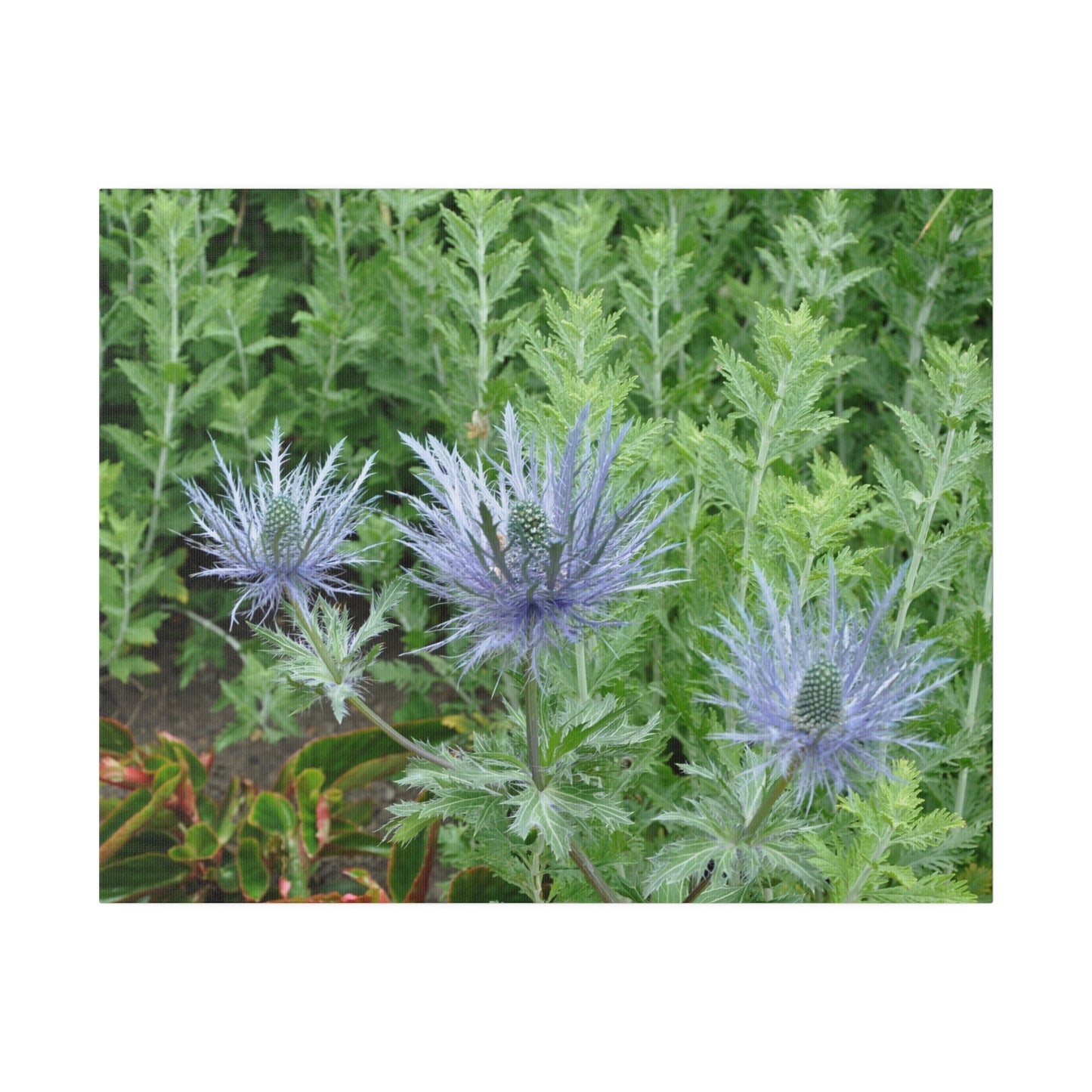 Eryngium Alpinum, Matte Canvas, Stretched, 0.75" - The Trio Synergize Group