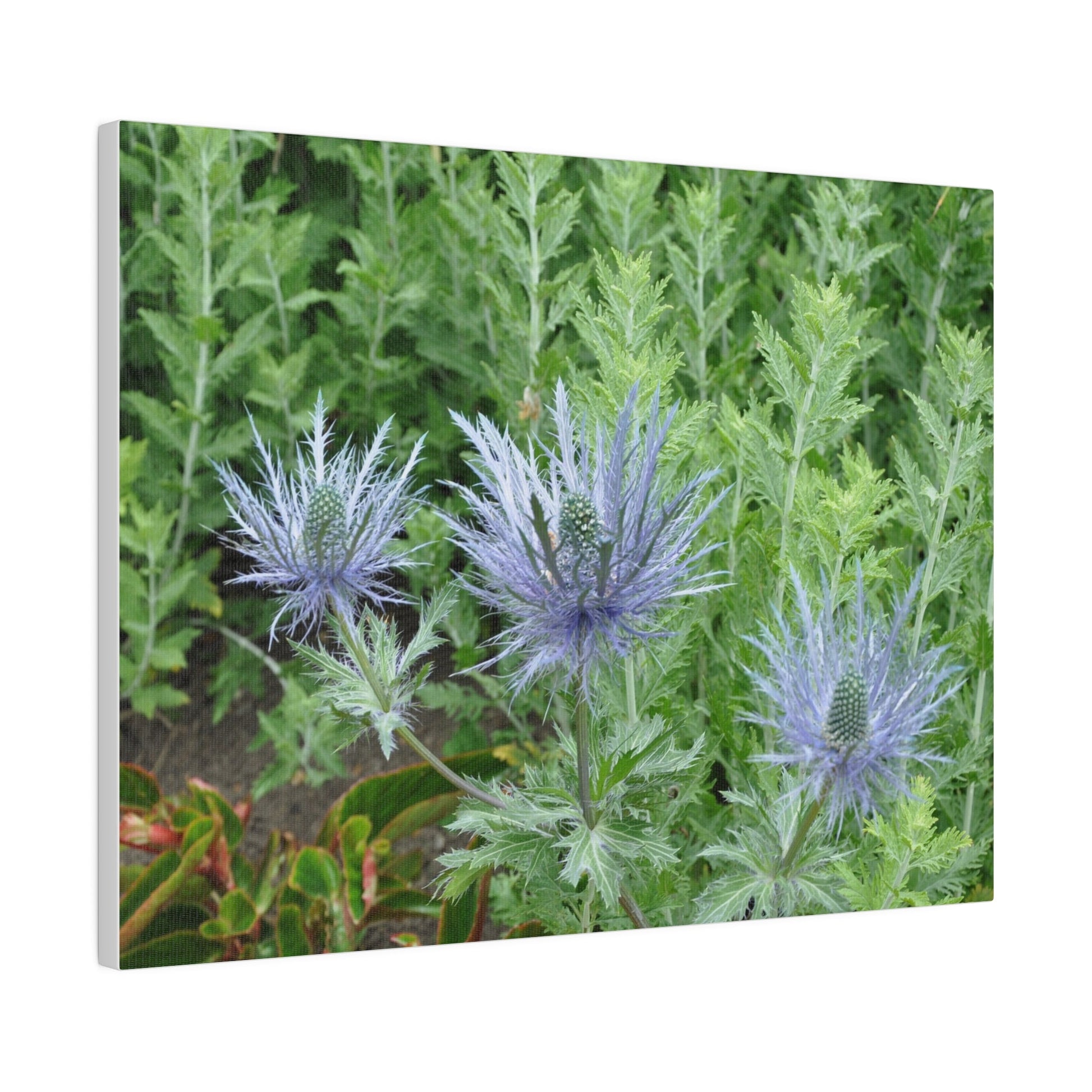 Eryngium Alpinum, Matte Canvas, Stretched, 0.75" - The Trio Synergize Group