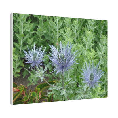 Eryngium Alpinum, Matte Canvas, Stretched, 0.75" - The Trio Synergize Group