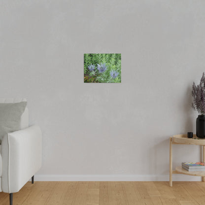 Eryngium Alpinum, Matte Canvas, Stretched, 0.75" - The Trio Synergize Group