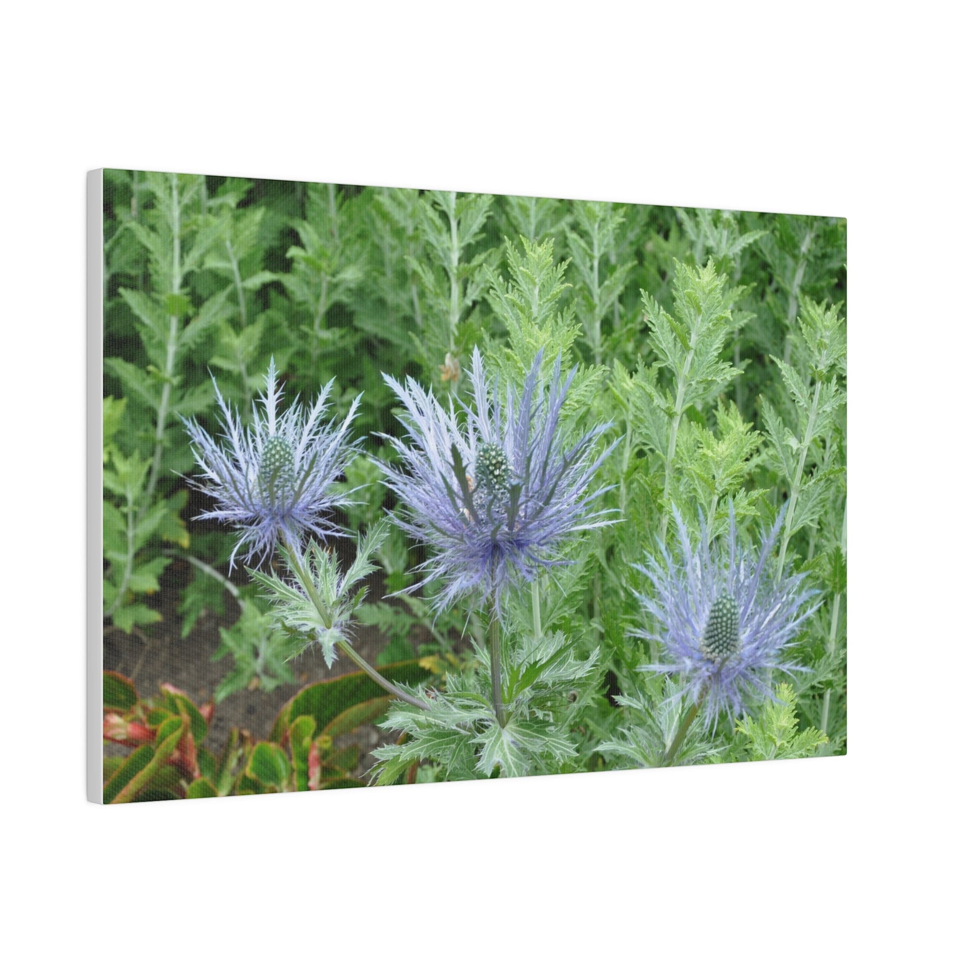 Eryngium Alpinum, Matte Canvas, Stretched, 0.75" - The Trio Synergize Group