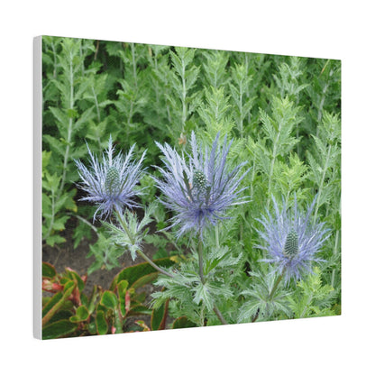 Eryngium Alpinum, Matte Canvas, Stretched, 0.75" - The Trio Synergize Group