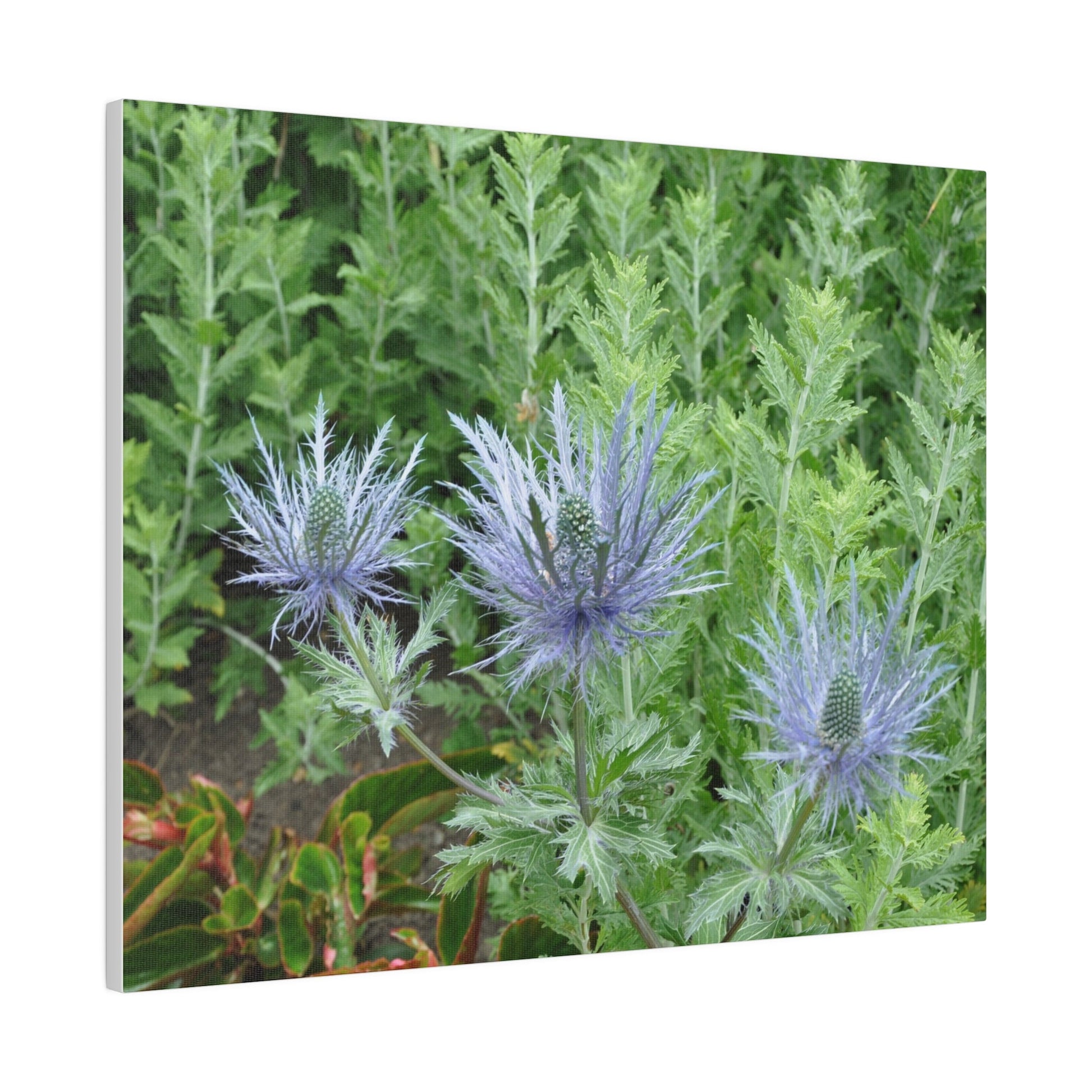 Eryngium Alpinum, Matte Canvas, Stretched, 0.75" - The Trio Synergize Group