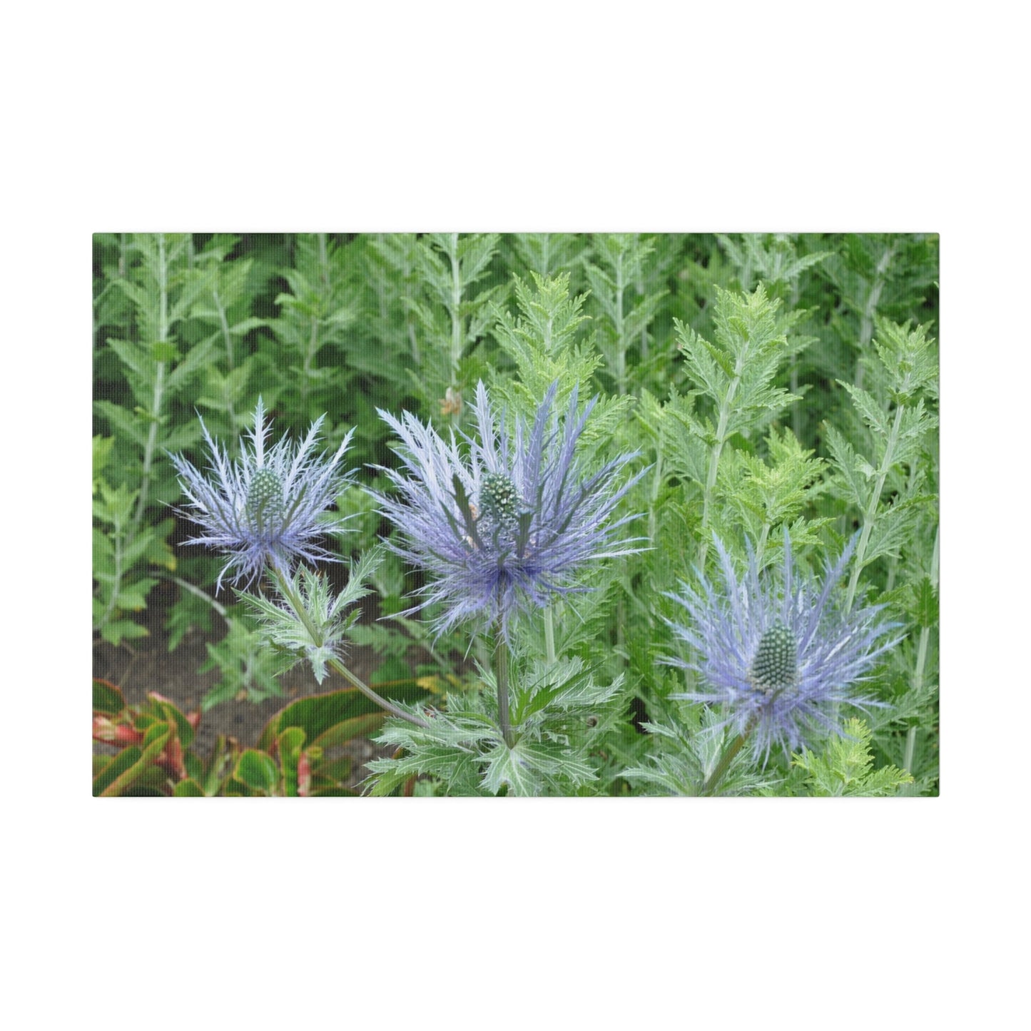 Eryngium Alpinum, Matte Canvas, Stretched, 0.75" - The Trio Synergize Group