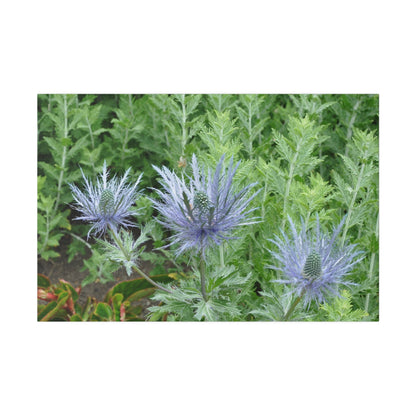 Eryngium Alpinum, Matte Canvas, Stretched, 0.75" - The Trio Synergize Group