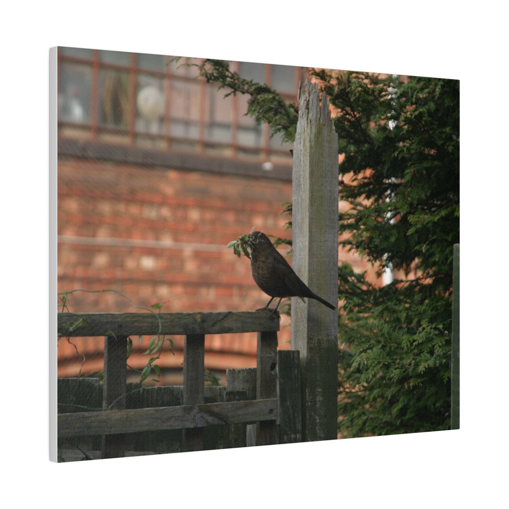 Female Blackbird Gathering Sticks For Nest, Matte Canvas, Stretched, 0.75" - The Trio Synergize Group
