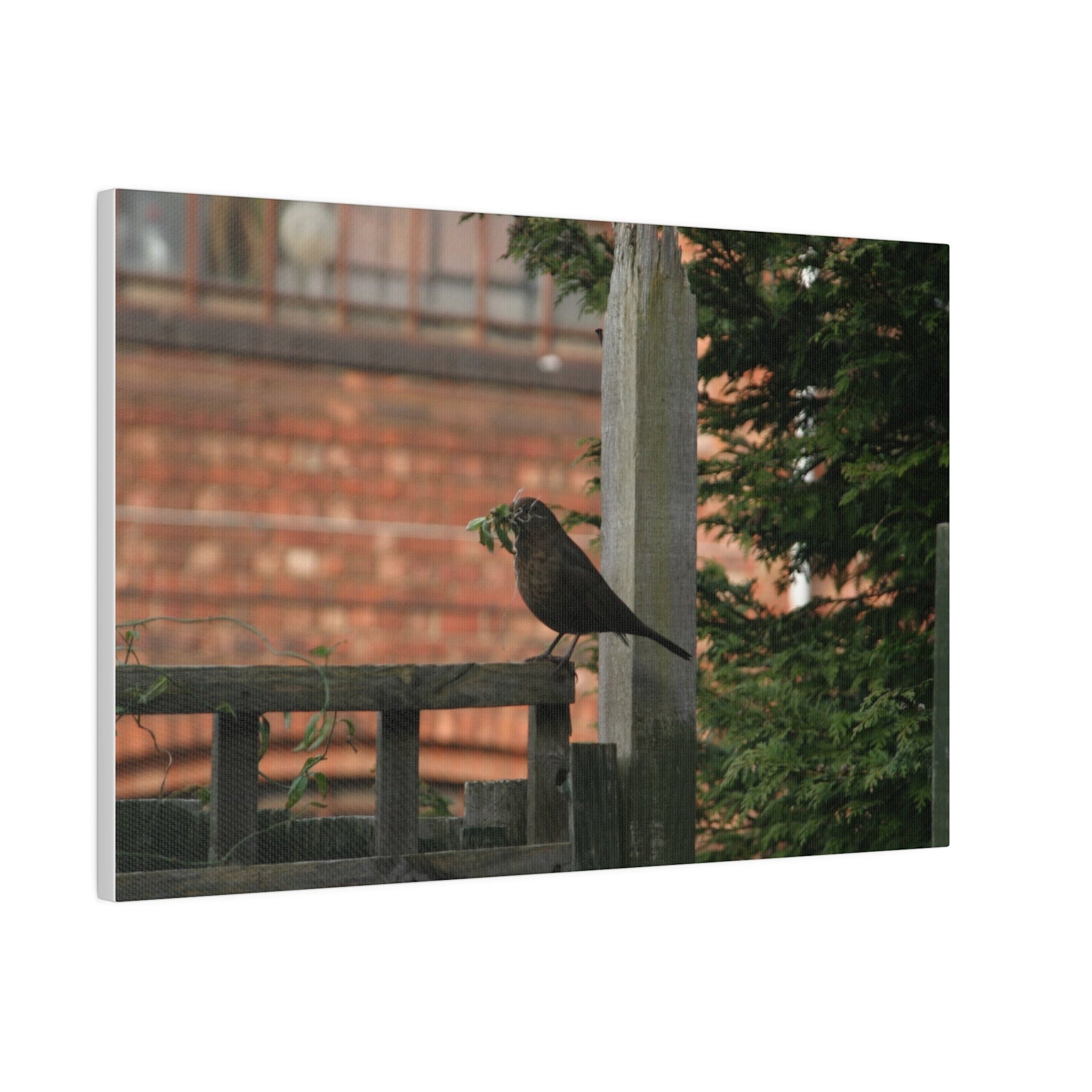 Female Blackbird Gathering Sticks For Nest, Matte Canvas, Stretched, 0.75" - The Trio Synergize Group