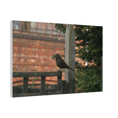 Female Blackbird Gathering Sticks For Nest, Matte Canvas, Stretched, 0.75" - The Trio Synergize Group