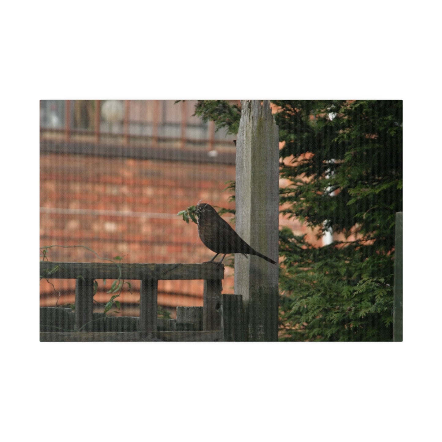 Female Blackbird Gathering Sticks For Nest, Matte Canvas, Stretched, 0.75" - The Trio Synergize Group