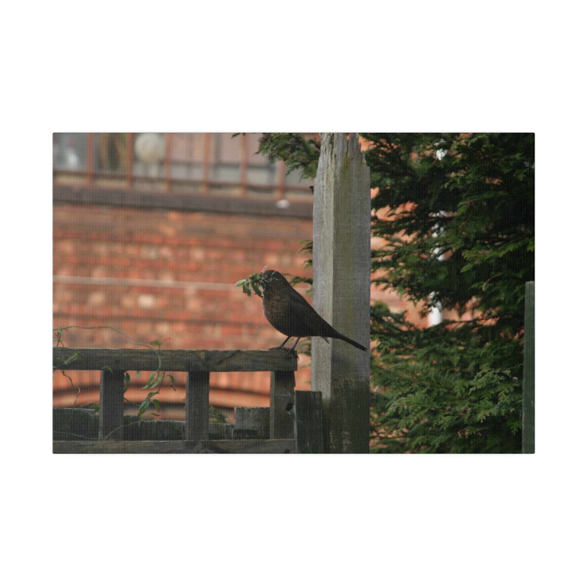 Female Blackbird Gathering Sticks For Nest, Matte Canvas, Stretched, 0.75" - The Trio Synergize Group