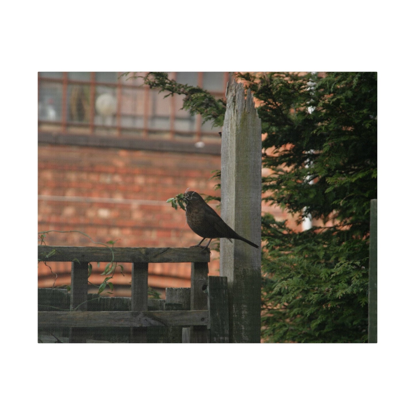Female Blackbird Gathering Sticks For Nest, Matte Canvas, Stretched, 0.75" - The Trio Synergize Group