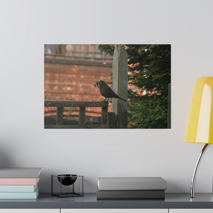 Female Blackbird Gathering Sticks For Nest, Matte Canvas, Stretched, 0.75" - The Trio Synergize Group