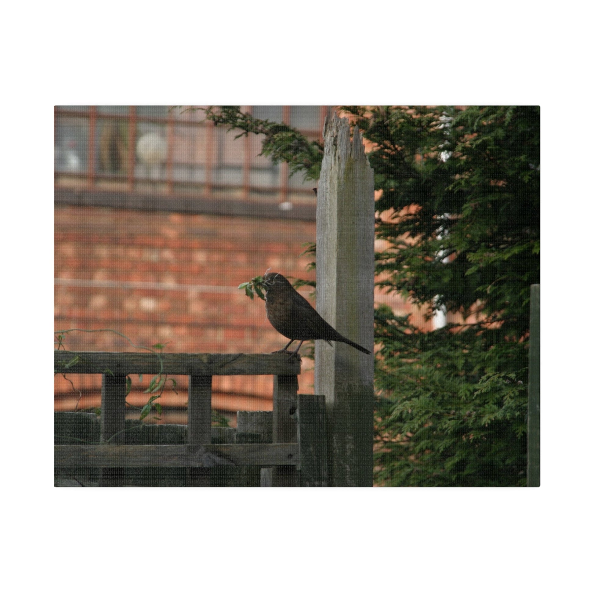 Female Blackbird Gathering Sticks For Nest, Matte Canvas, Stretched, 0.75" - The Trio Synergize Group