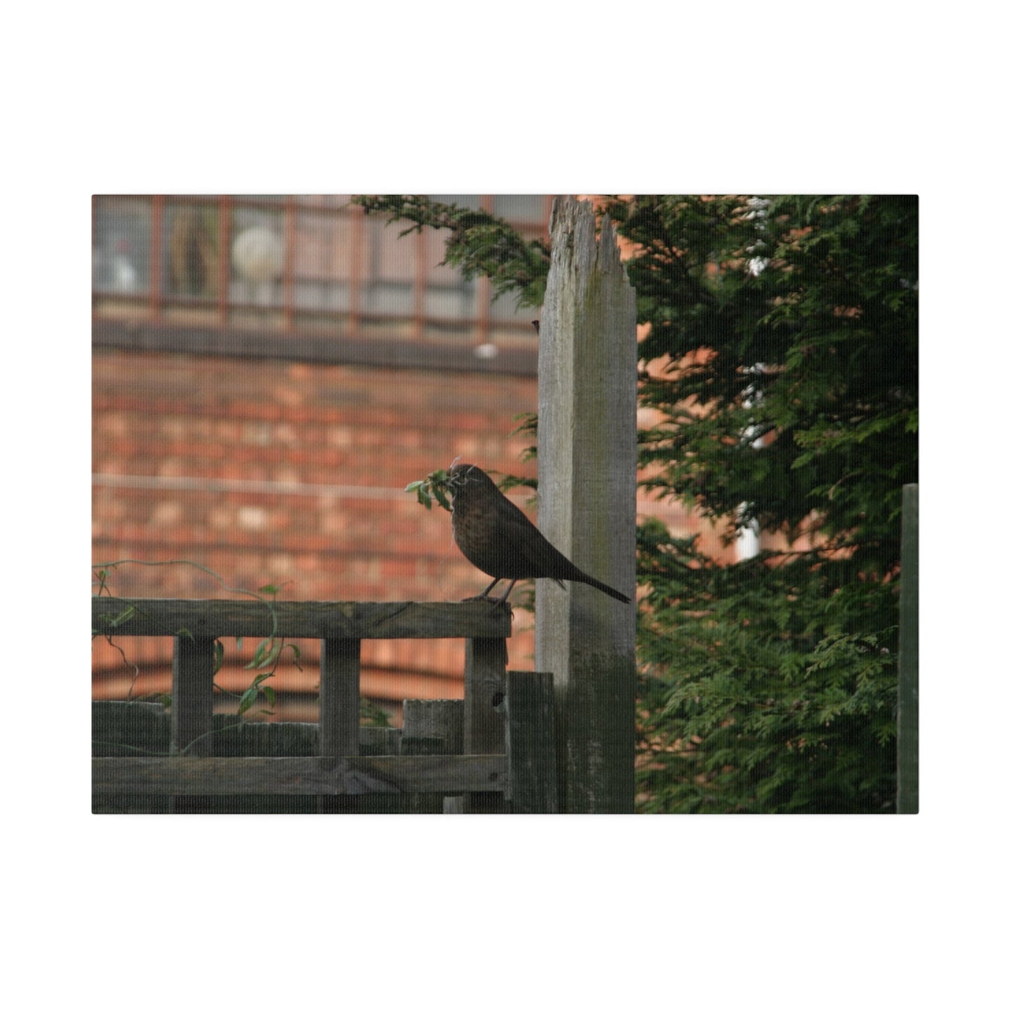 Female Blackbird Gathering Sticks For Nest, Matte Canvas, Stretched, 0.75" - The Trio Synergize Group