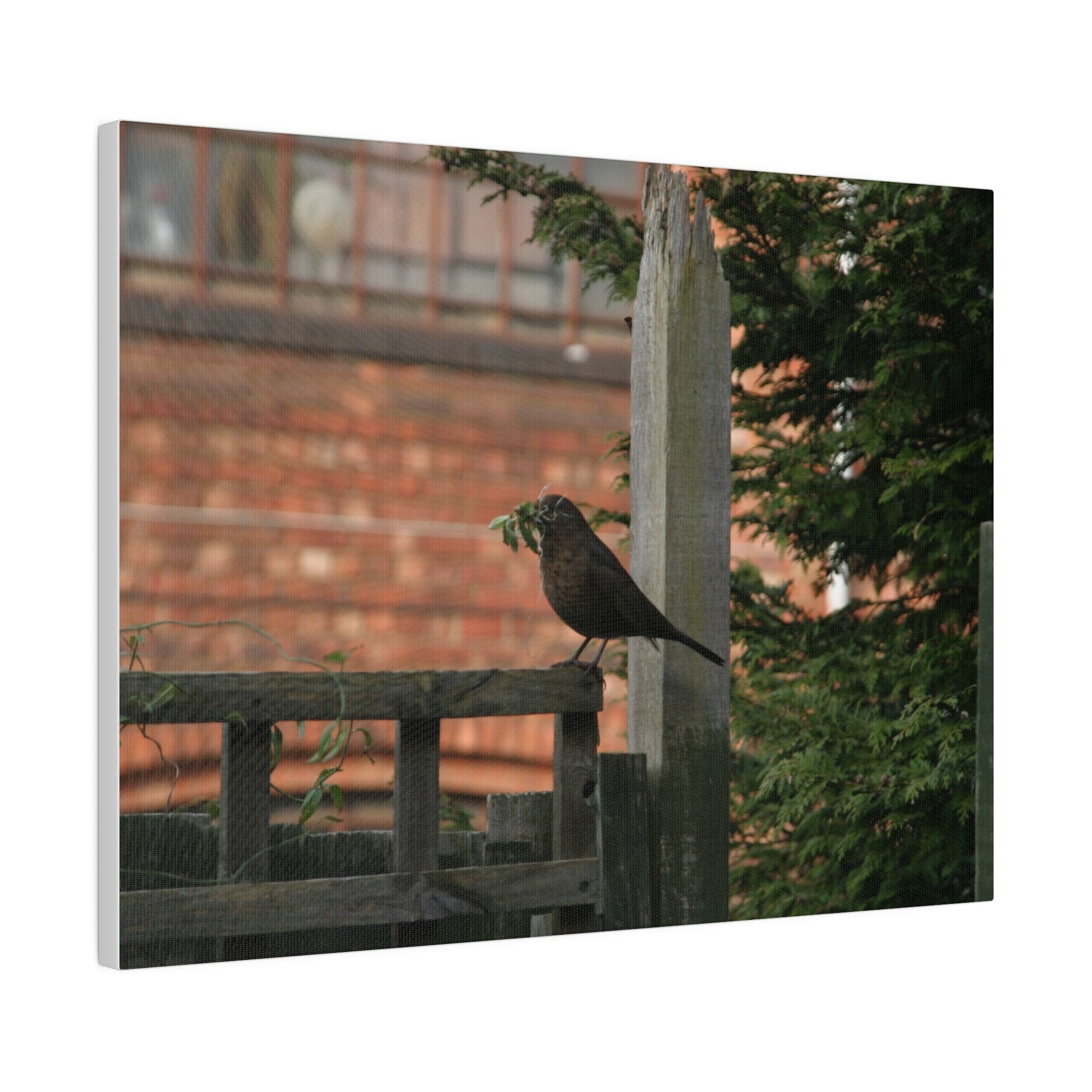 Female Blackbird Gathering Sticks For Nest, Matte Canvas, Stretched, 0.75" - The Trio Synergize Group