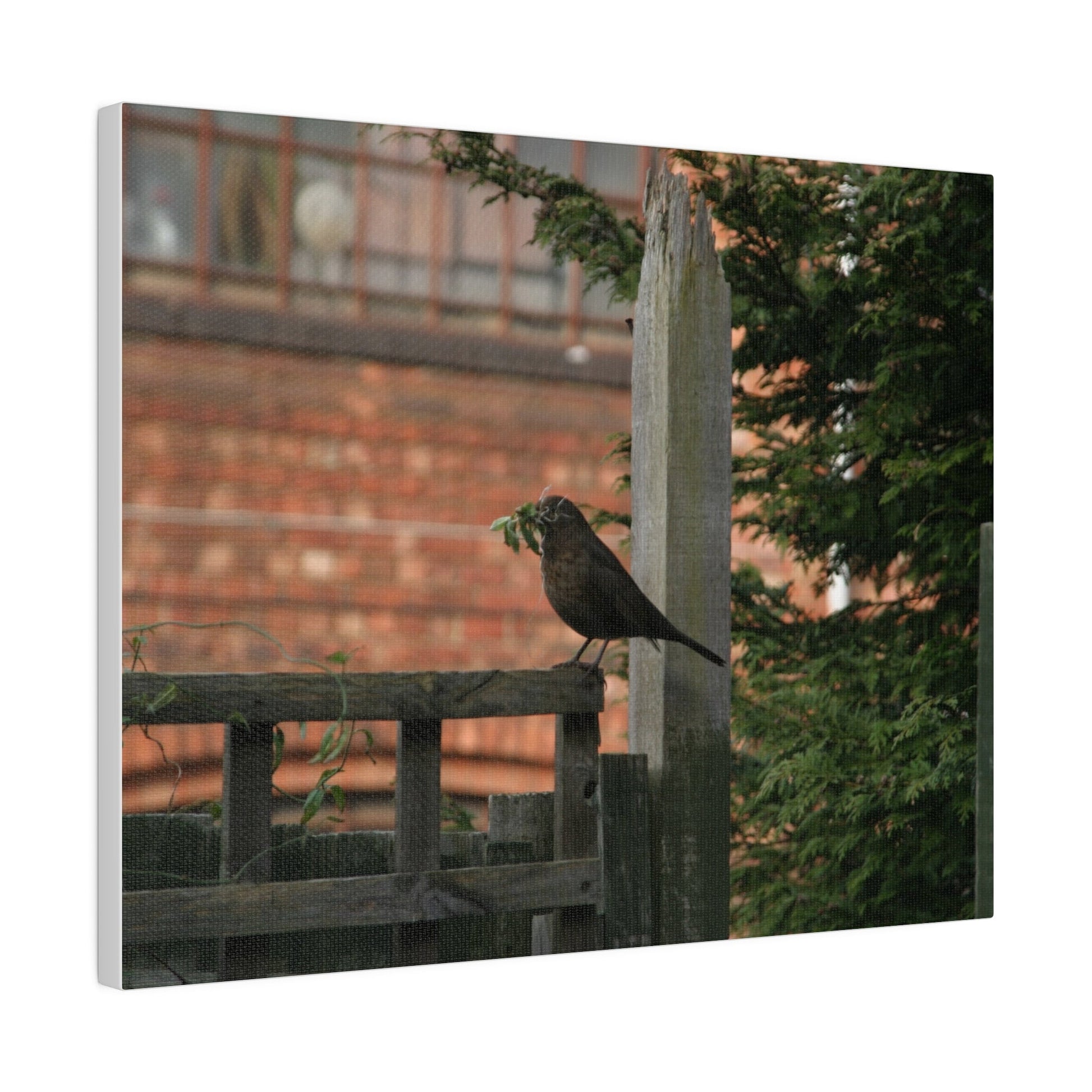 Female Blackbird Gathering Sticks For Nest, Matte Canvas, Stretched, 0.75" - The Trio Synergize Group
