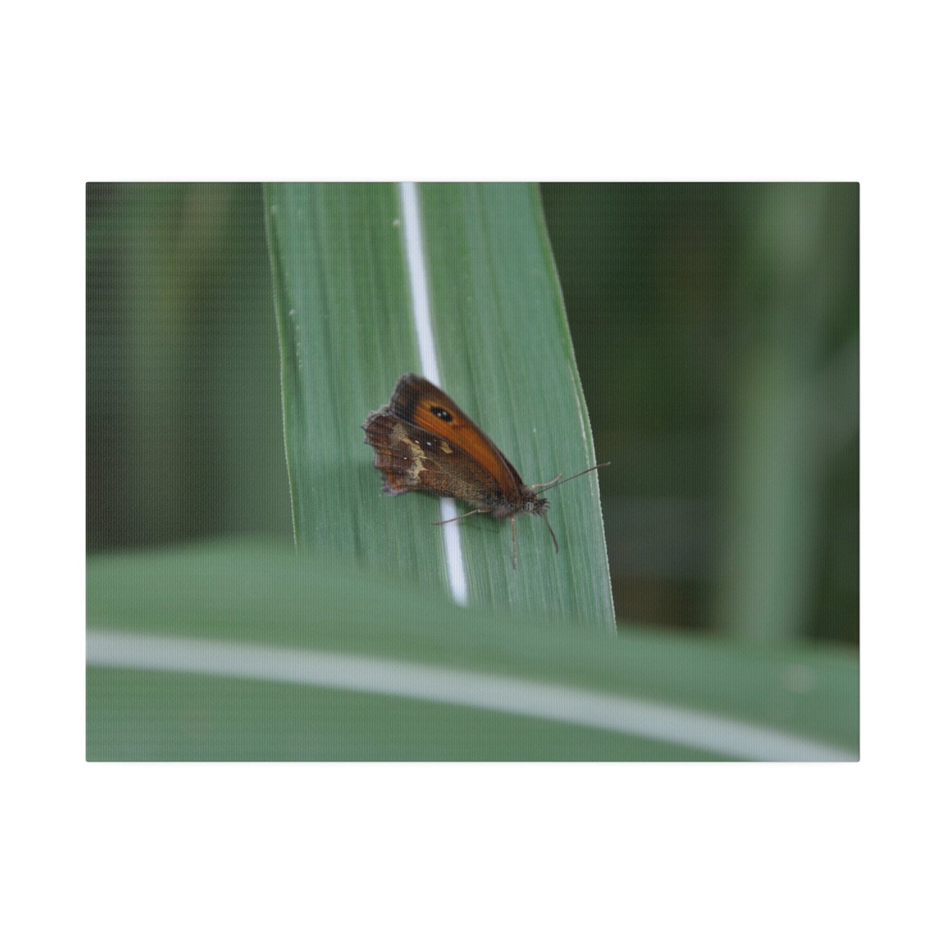 Gatekeeper Butterfly Resting, Blurred Background Canvas - The Trio Synergize Group