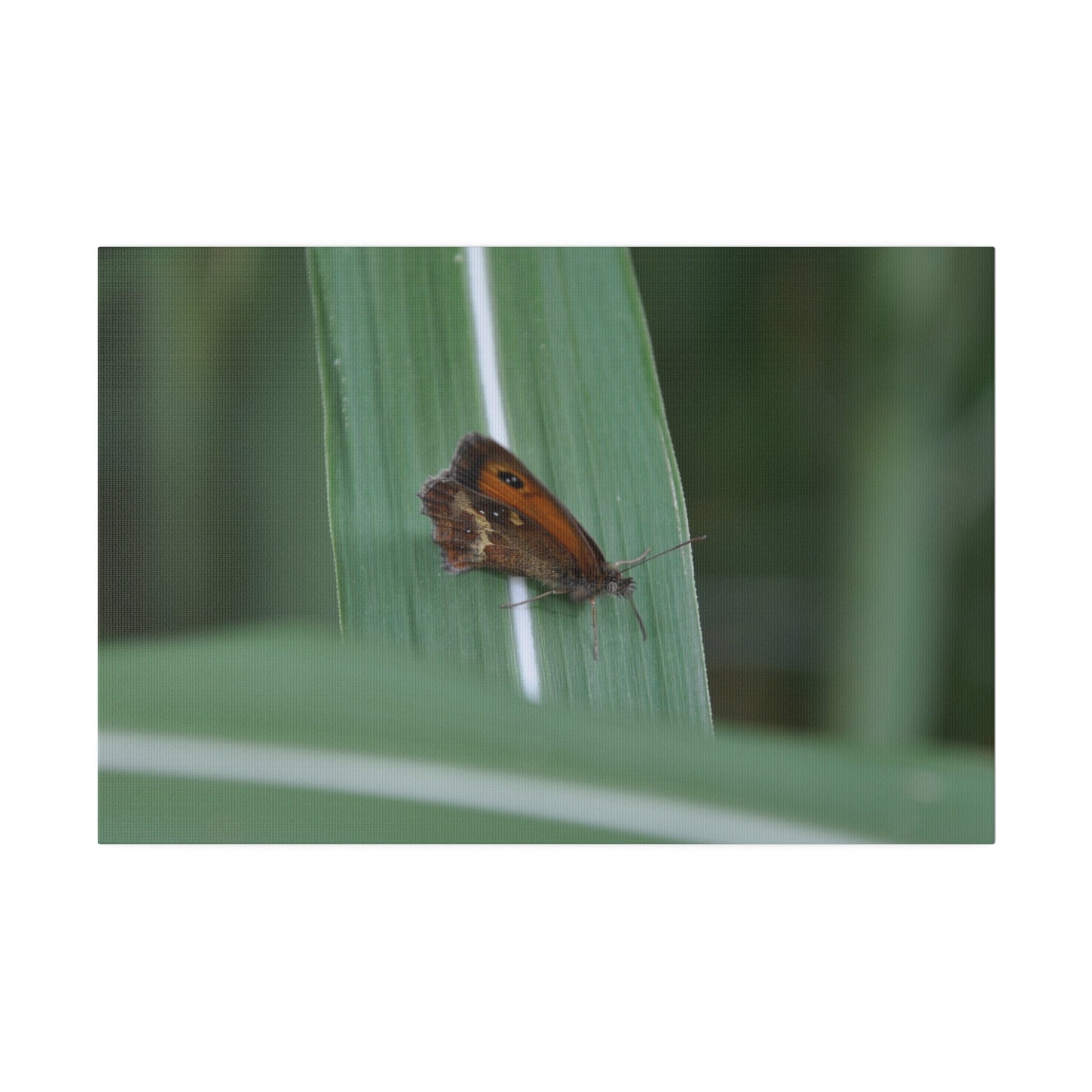 Gatekeeper Butterfly Resting, Blurred Background Canvas - The Trio Synergize Group