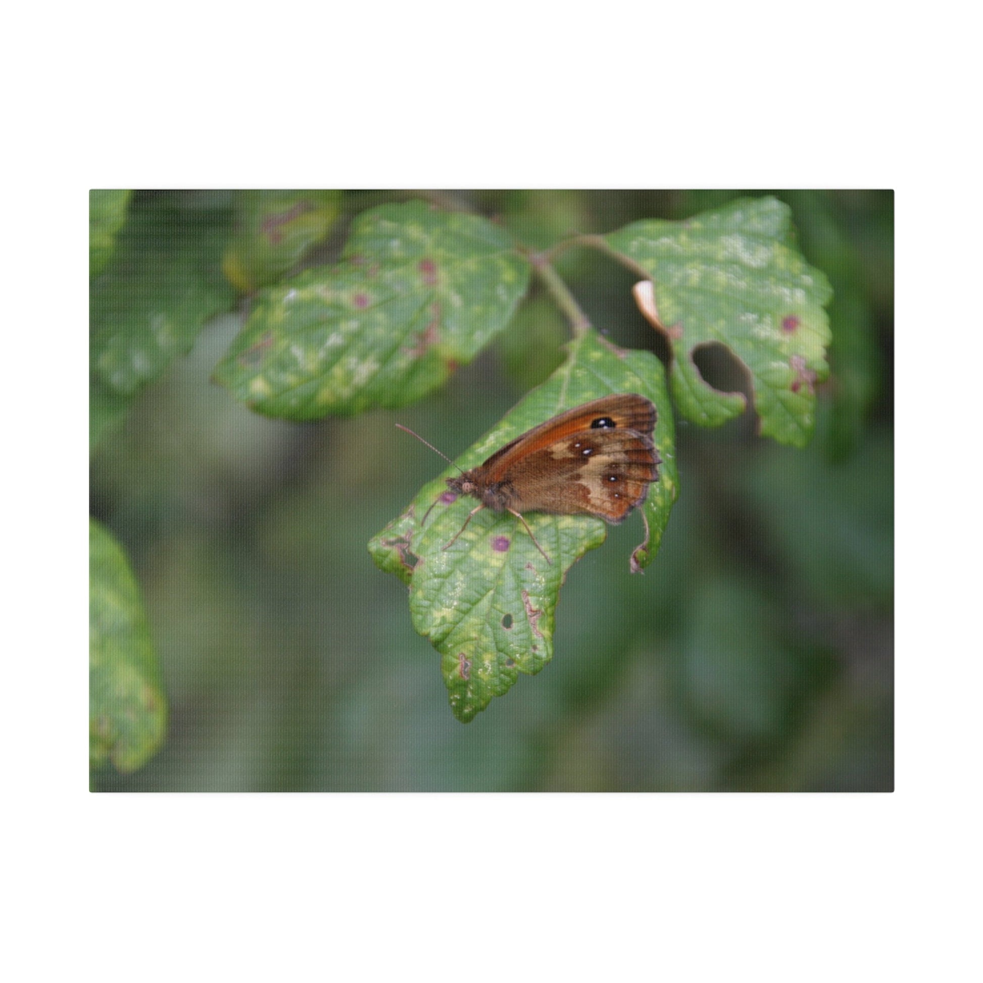 Gatekeeper Butterfly & Leaf With Blurred Background Canvas - The Trio Synergize Group