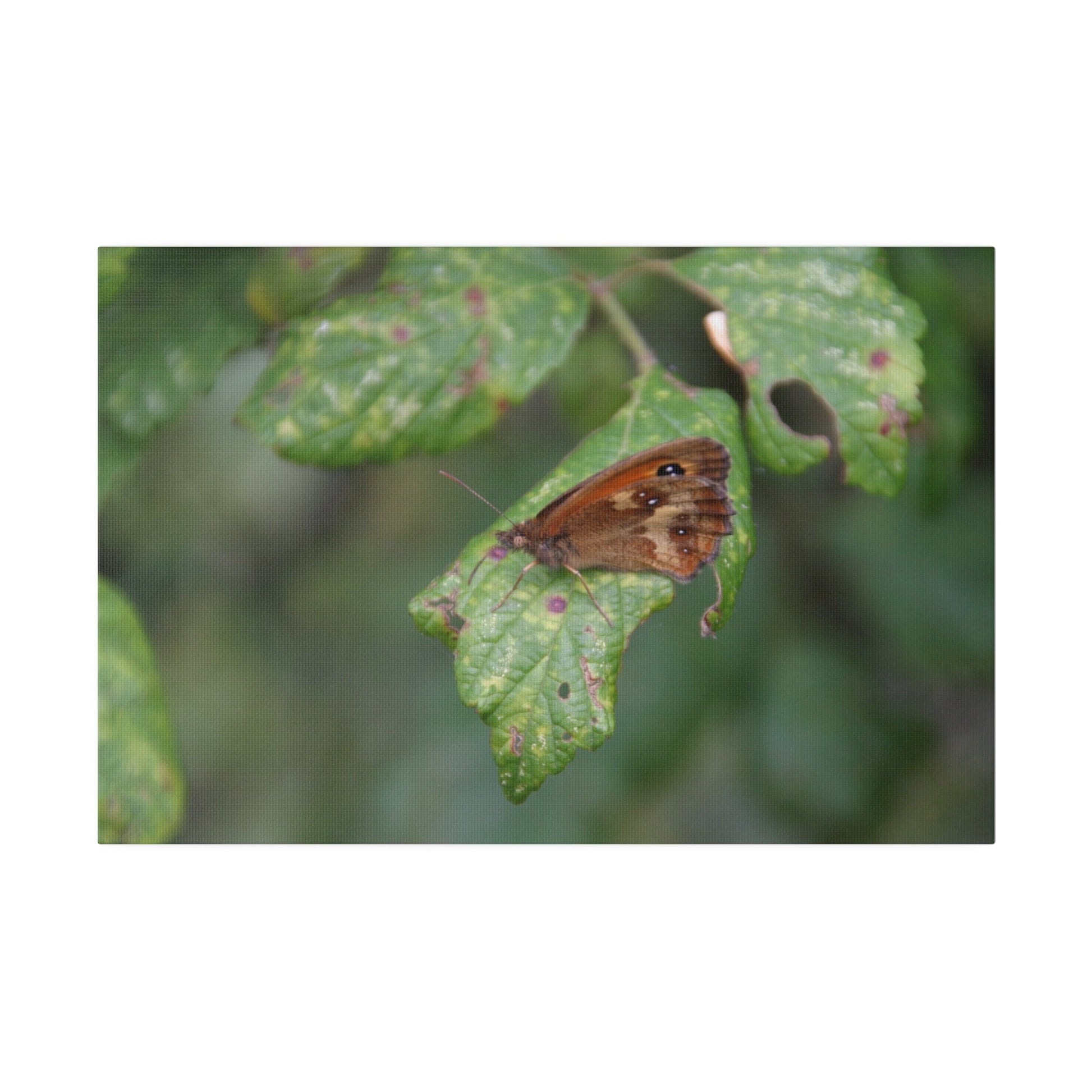 Gatekeeper Butterfly & Leaf With Blurred Background Canvas - The Trio Synergize Group
