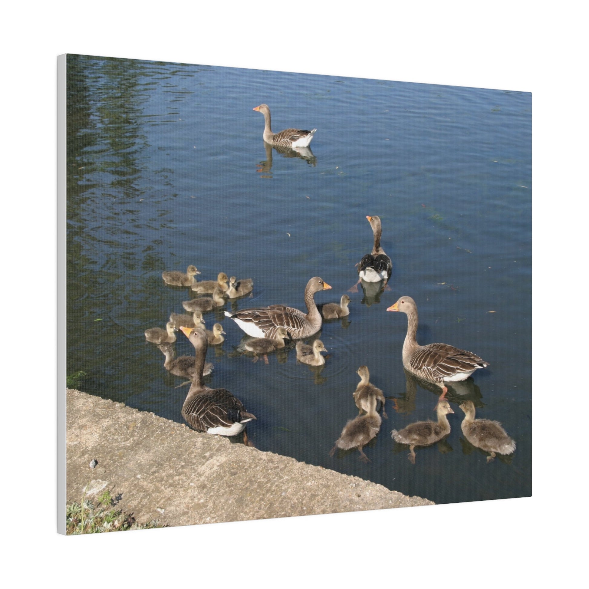 Goslings And Their Mothers, Matte Canvas, Stretched, 0.75" - The Trio Synergize Group