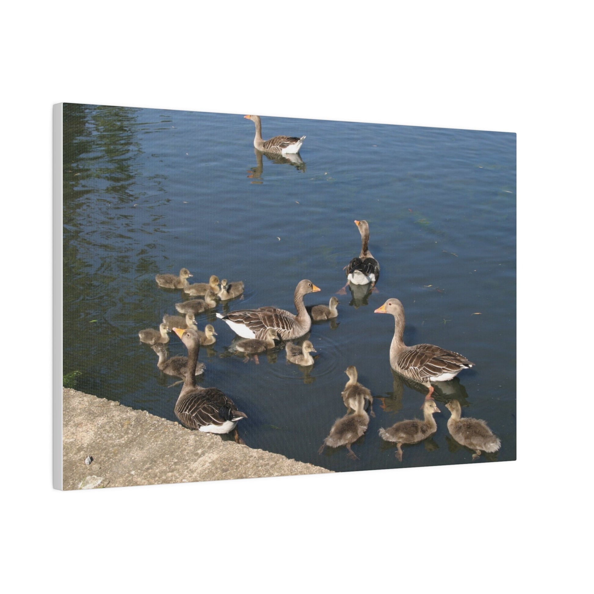 Goslings And Their Mothers, Matte Canvas, Stretched, 0.75" - The Trio Synergize Group
