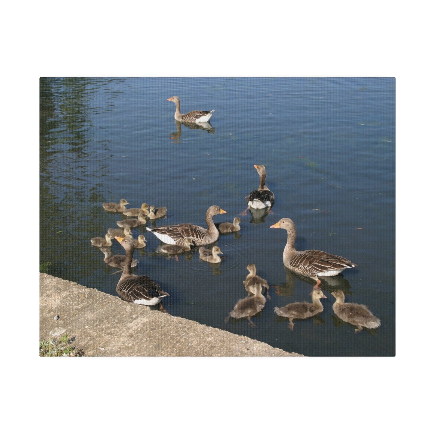 Goslings And Their Mothers, Matte Canvas, Stretched, 0.75" - The Trio Synergize Group