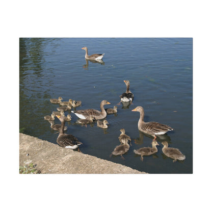 Goslings And Their Mothers, Matte Canvas, Stretched, 0.75" - The Trio Synergize Group