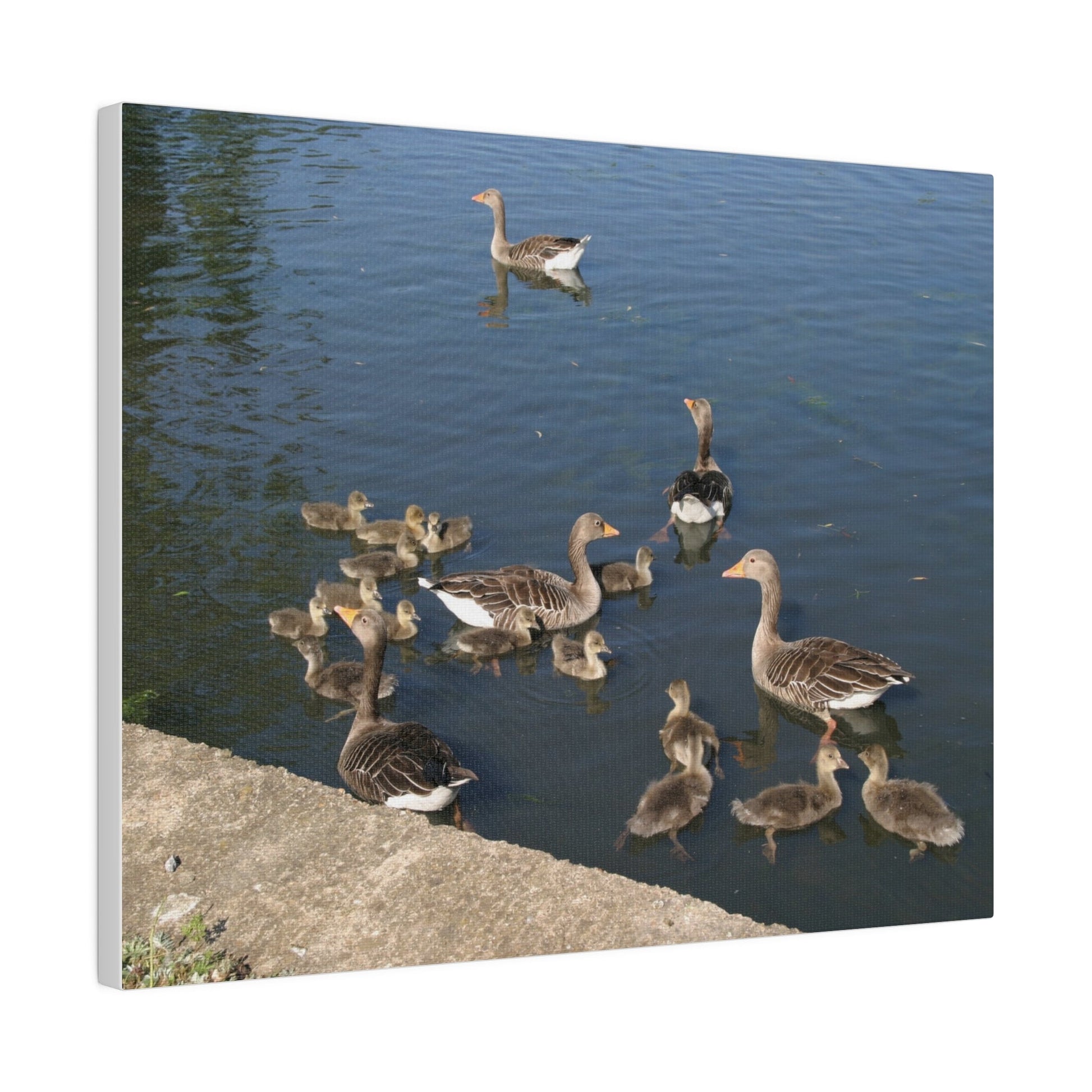 Goslings And Their Mothers, Matte Canvas, Stretched, 0.75" - The Trio Synergize Group