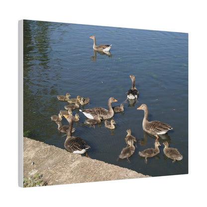 Goslings And Their Mothers, Matte Canvas, Stretched, 0.75" - The Trio Synergize Group