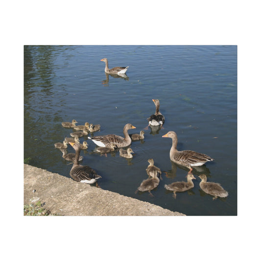 Goslings And Their Mothers - Canvas Print - The Trio Synergize Group