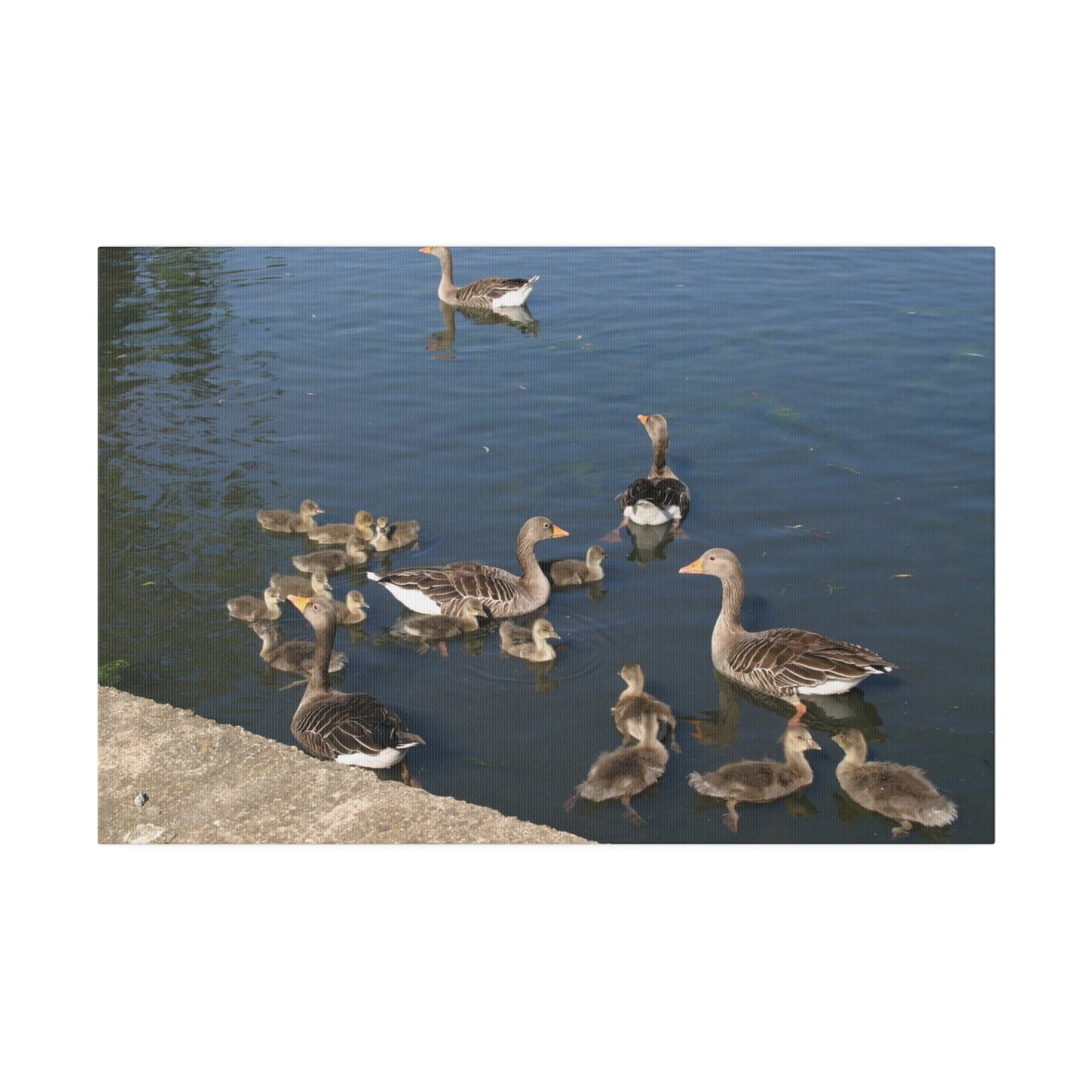 Goslings And Their Mothers, Matte Canvas, Stretched, 0.75" - The Trio Synergize Group