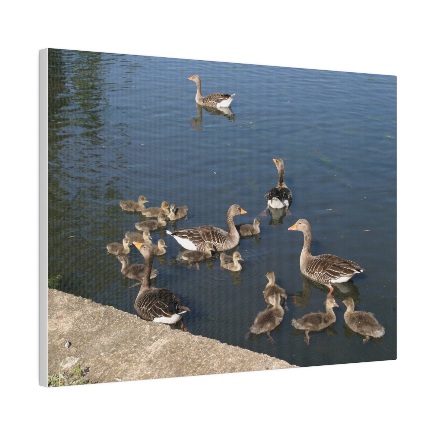 Goslings And Their Mothers, Matte Canvas, Stretched, 0.75" - The Trio Synergize Group
